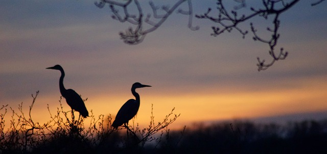 "Onça-pintada descansando às margens de um rio no Pantanal, Mato Grosso do Sul, cercada pela vegetação típica da maior área úmida do planeta."